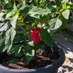 Pianta di peperone in vaso, con un peperone rosso maturo. L'altezza della pianta è ideale per la coltivazione in balcone.