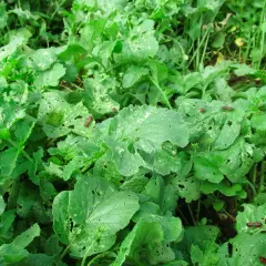 Insetti rossi e neri si nutrono delle foglie verdi, lasciando buchi e segni del loro passaggio.