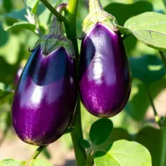 Due melanzane viola lucide pendono da un ramo, circondate da foglie verdi. La pianta melanzana è rigogliosa.