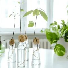 Germogli di avocado in acqua, un piccolo ecosistema che sembra destinato a durare per sempre.