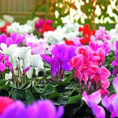 Un tripudio di ciclamini in casa o fuori, con petali rosa, fucsia, viola e bianchi che creano un arcobaleno fiorito.