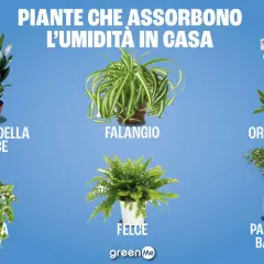 Giglio della pace, falangio, orchidea, edera, felce e palma di bambù: piante che assorbono umidità in casa.