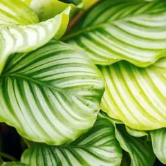 Calathea con striature verdi e bianche, alcune foglie mostrano sfumature gialle e gocce d'acqua.