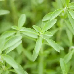 Primo piano di foglie verdi di stevia, un dolce naturale per la **stevia coltivazione** biologica.