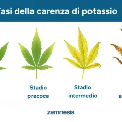 Fasi della carenza di potassio nelle piante: da foglia verde a secca. Il potassio è vitale per la salute delle piante.