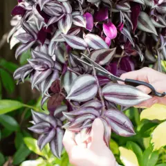 Mani che potano una tradescantia per la sua cura, tra foglie verdi e viola.