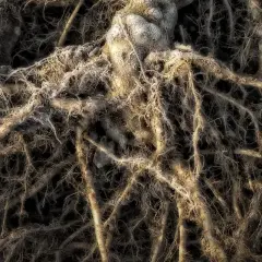 Intricato groviglio di radici, alcune spesse e nodose, altre sottili e ramificate, coperte da una sottile brina. Un paesaggio sotterraneo che ricorda un ecosistema micosat.