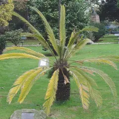 Cycas con foglie ingiallite, possibili **cycas malattie foglie**. Il tronco è scuro e rugoso, le fronde pendono sul prato verde.