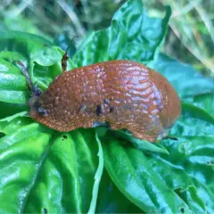 Lumaca marrone su foglie verdi. Un esempio di antilumaca naturale fai da te, creato con ingredienti semplici per proteggere le piante.