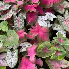 Un tripudio di foglie di caladium pianta: verdi, rosa acceso e bianche con venature rosse, creano un mosaico vibrante.