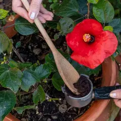 Mani aggiungono fondi di caffè a un ibisco rosso. Scopri quali piante non concimare con fondi di caffè per evitare danni.