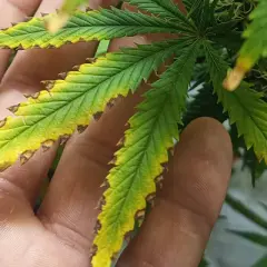 Foglie di cannabis con punte bruciate e ingiallite, segno di stress. La mano che le tiene mostra la gravità del problema, forse un eccesso di nutrienti al top max.