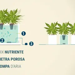 Sistema DWC: piante in acqua con mix nutriente (1), pietra porosa (2) e pompa d'aria (3) per ossigenare le radici.