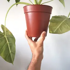 Mano che tiene un vaso di Alocasia con foglie ingiallite, possibili segni di alocasia malattie.