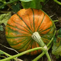 Una giovane pianta di zucca con una zucca arancione e verde striata, ancora attaccata al suo fusto, cresce tra le foglie.