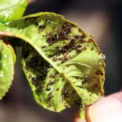 Foglia verde infestata da afidi, alcuni neri, altri rossastri, che producono melata.