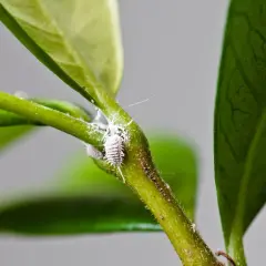 Insetto bianco lanuginoso, una cocciniglia a scudetto, si nasconde tra le foglie verdi di una pianta.