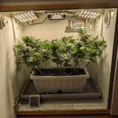 Small cannabis plants growing in a white planter inside a grow box with LED lights and a thermometer.