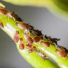 Un gruppo di afidi, noti parassiti delle piante grasse, si aggrappa a un fusto verde.