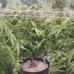 Piante rigogliose in un ambiente controllato, un vero bio heaven per la crescita.