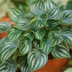 Peperomia watermelon con foglie verdi e argentate. La sua cura è semplice, ama luce indiretta e poca acqua.