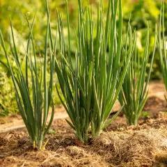 Filari di cipolle verdi appena piantate in un orto, con fusti sottili e verdi che spuntano dal terreno coperto di paglia.