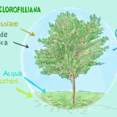 La fotosintesi clorofilliana produce ossigeno, energia solare, anidride carbonica, acqua e zuccheri.
