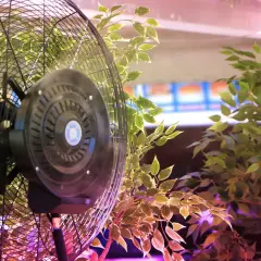 Ventola per grow box che muove l'aria tra le foglie verdi di una pianta, creando un ambiente ideale per la crescita.