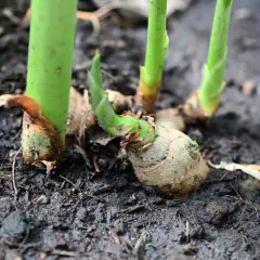 Germogli verdi spuntano dal terreno umido, segno che è il momento giusto quando si pianta lo zenzero.