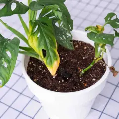 Pianta di Monstera con foglie ingiallite e secche, possibili segni di parassiti delle piante fiorifere o problemi di cura.