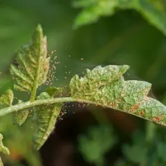 Foglia di pomodoro infestata da acari neri, con sottili ragnatele che coprono le piccole creature.