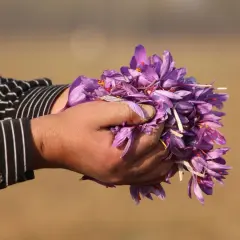 Mani raccolgono fiori viola, segno della preziosa coltivazione zafferano.