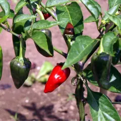 Peperoncini verdi e rossi su un ramo. Alcuni sono ancora acerbi, altri maturi, pronti per misurare il loro piccantezza Scoville.