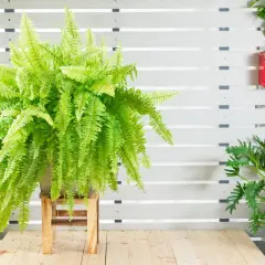 Una rigogliosa felce in vaso, su un tavolino di legno, sembra quasi un angolo di un bagno rilassante.