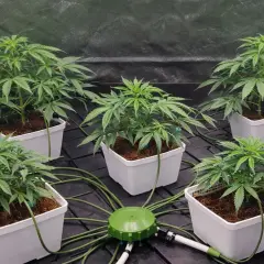 Piante di cannabis in vasi bianchi, collegate a un sistema di irrigazione Atami Wilma.