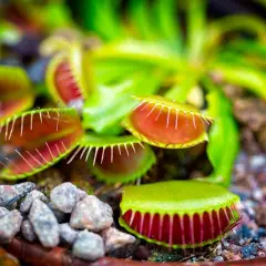Pianta carnivora Dionea, con trappole aperte e rosse, pronta a catturare insetti. La sua cura richiede attenzione.