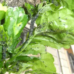 Un'infestazione di cocciniglie nere ricopre i fusti e le foglie di una pianta di basilico, compromettendone la salute.