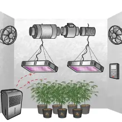 Sistema di coltivazione indoor con luci LED, ventilatori, estrattore e deumidificatore per controllare l'ambiente, specialmente quando l'umidità è alta.