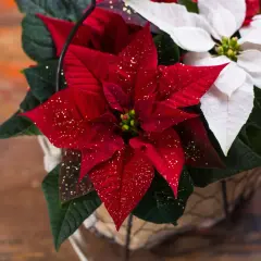 Un cesto con piante natalizie da interno: stelle di Natale rosse scintillanti e bianche, perfette per decorare la casa.