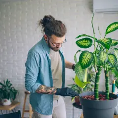 Uomo con guanti neri annaffia una dieffenbachia velenosa, con cura per evitare il contatto.
