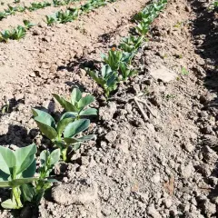 Giovani piantine di fave in un campo arato. È il loro fave periodo, promettono un raccolto abbondante.