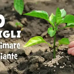 Mano che sparge fertilizzante granulare, ricco di azoto per piante, vicino a una giovane piantina. 10 consigli per concimare.