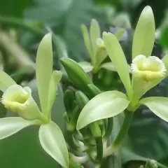 Fiori delicati di una pianta di vaniglia, con petali verde chiaro e un centro giallo.