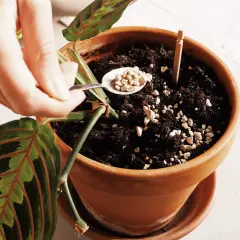 Mano aggiunge perlite, piccoli insetti nella terra dei vasi, per migliorare il drenaggio e la salute della pianta.