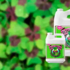 Flaconi di fertilizzante Big Bud di Advanced Nutrients, per un nirvana di crescita rigogliosa.