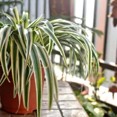 Una rigogliosa falangio pianta con foglie verdi e bianche ricade da un vaso marrone su un tavolino di legno.