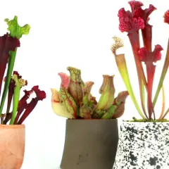 Quattro vasi con piante carnivore, alcune con forme a trombetta rosse e verdi, altre più tondeggianti, che sembrano la più pericolosa pianta carnivora.