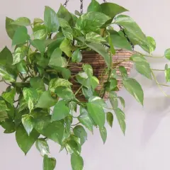 Una rigogliosa pothos pianta ricade da un cesto appeso, le sue foglie verdi e variegate creano un effetto cascata.