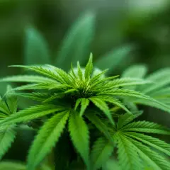 Pianta di cannabis in una grow box piccola, con foglie verdi e dettagliate.