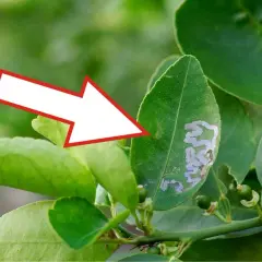 Foglia di limone con gallerie della minatrice serpentina. Scopri i rimedi naturali per combatterla.